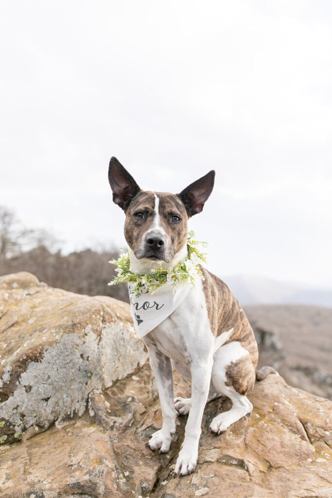 Family dog dressed and ready for an intimate elopement ceremony in Shenandoah VA