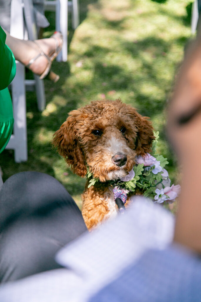 Intimate backyard wedding ceremony in Arlington, VA with close friends and family