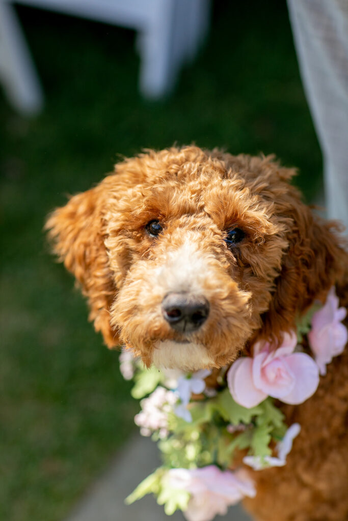 Intimate backyard wedding ceremony in Arlington, VA with close friends and family